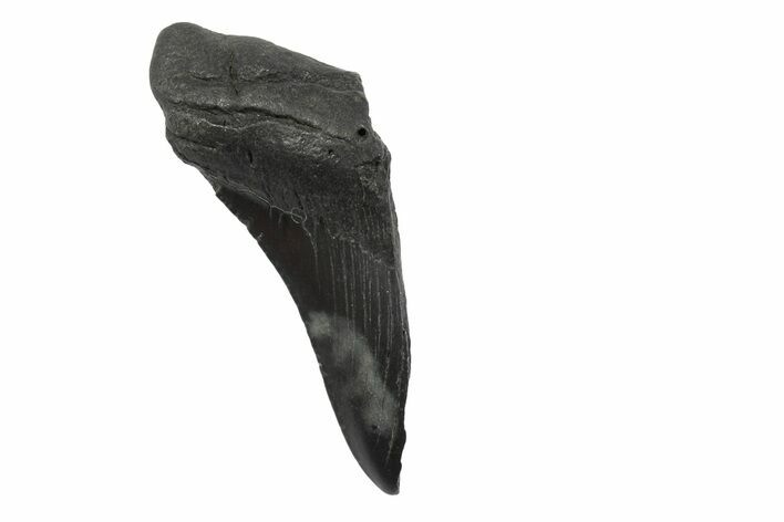 Partial, Fossil Megalodon Tooth #240142